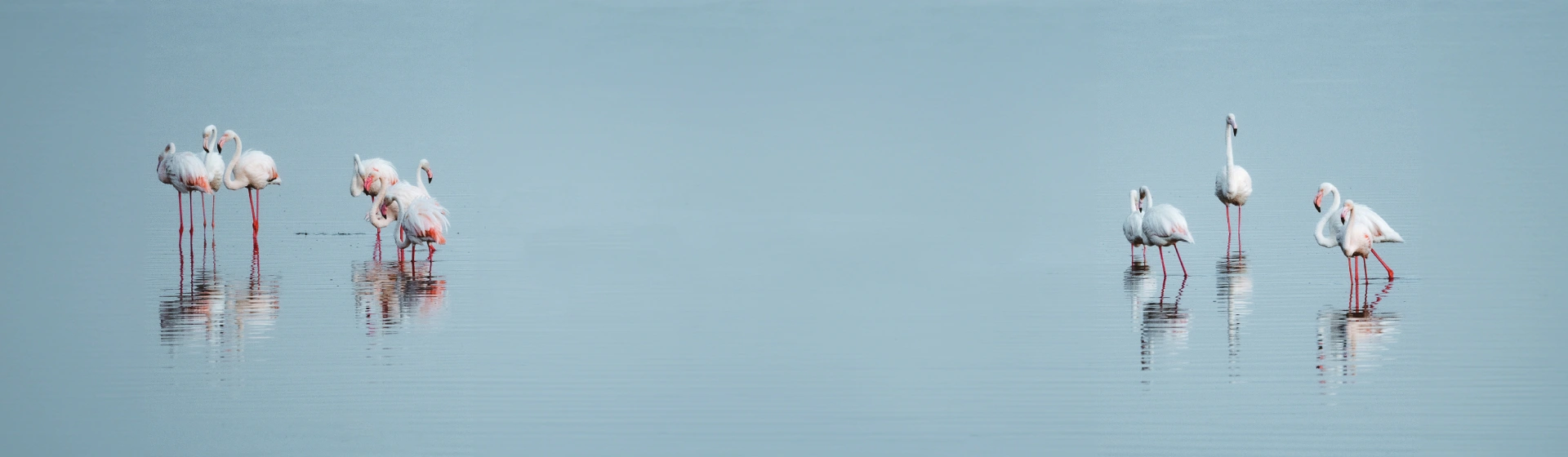 Стенбок Стенбок