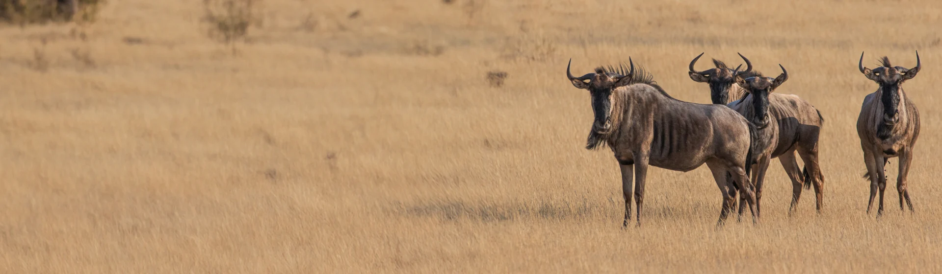 Великая миграция в Серенгети Великая миграция в Серенгети