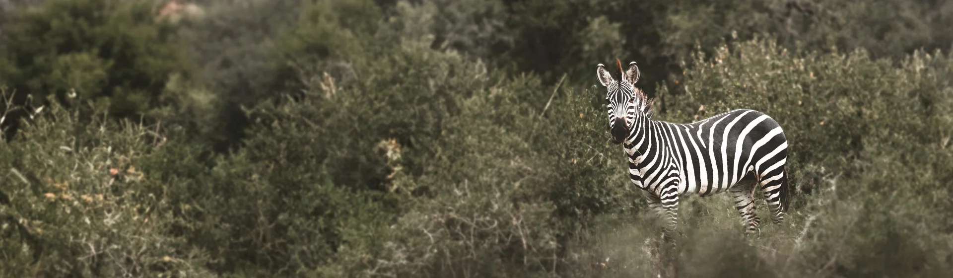 Дукер Дукер