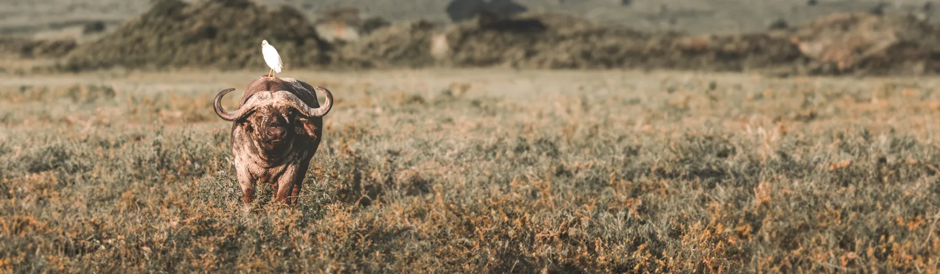 Гранта Гранта