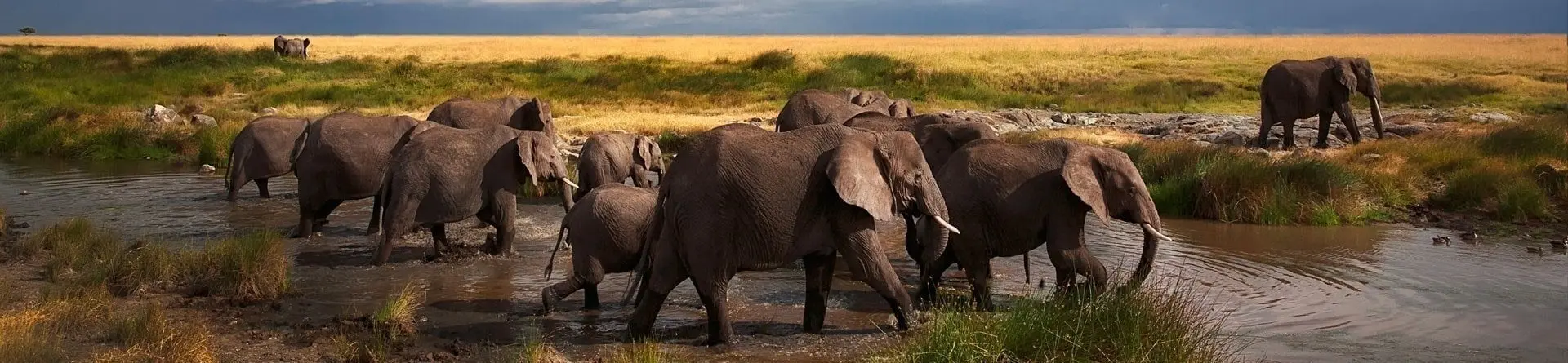 Клипшпрингер Клипшпрингер