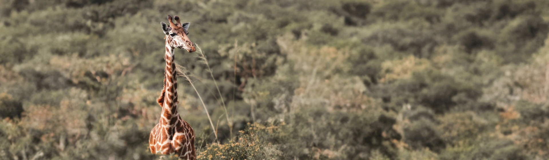 Дик-дик Дик-дик