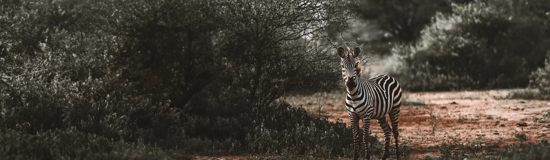 Парк Аруша Парк Аруша