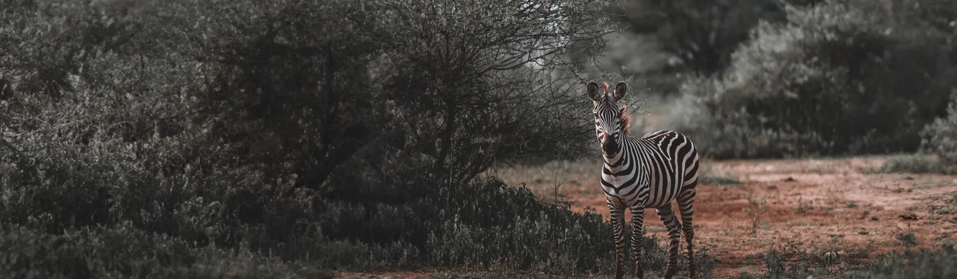 Групповое сафари Групповое сафари
