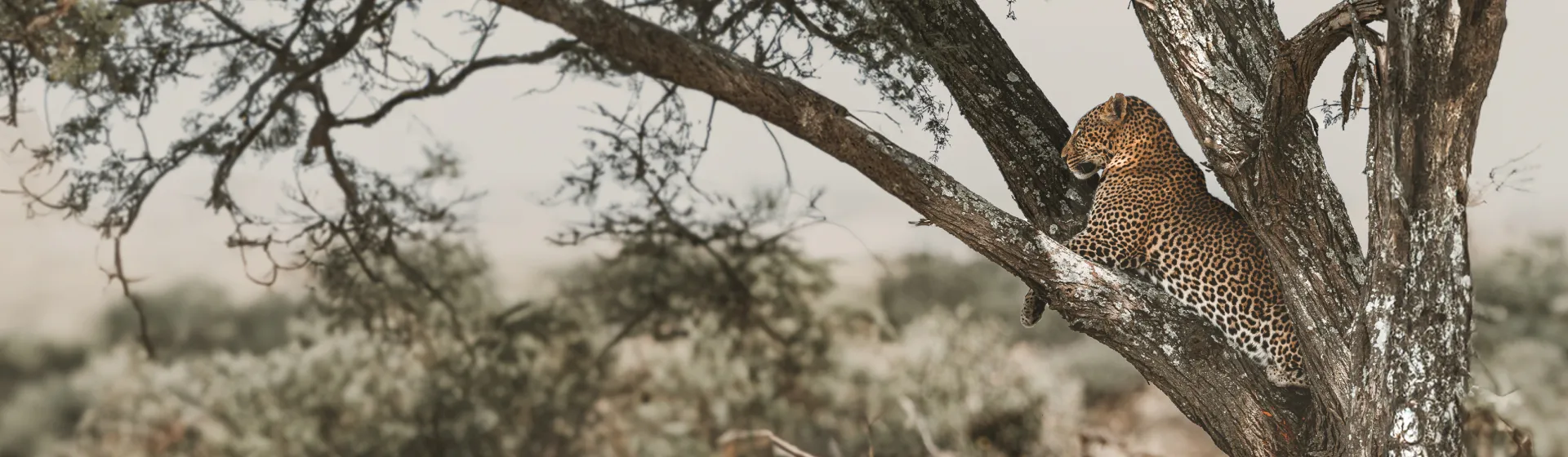 Люкс-сафари: Нгоронгоро, Натрон и Великая миграция в Серенгети за 7 дней Люкс-сафари: Нгоронгоро, Натрон и Великая миграция в Серенгети за 7 дней