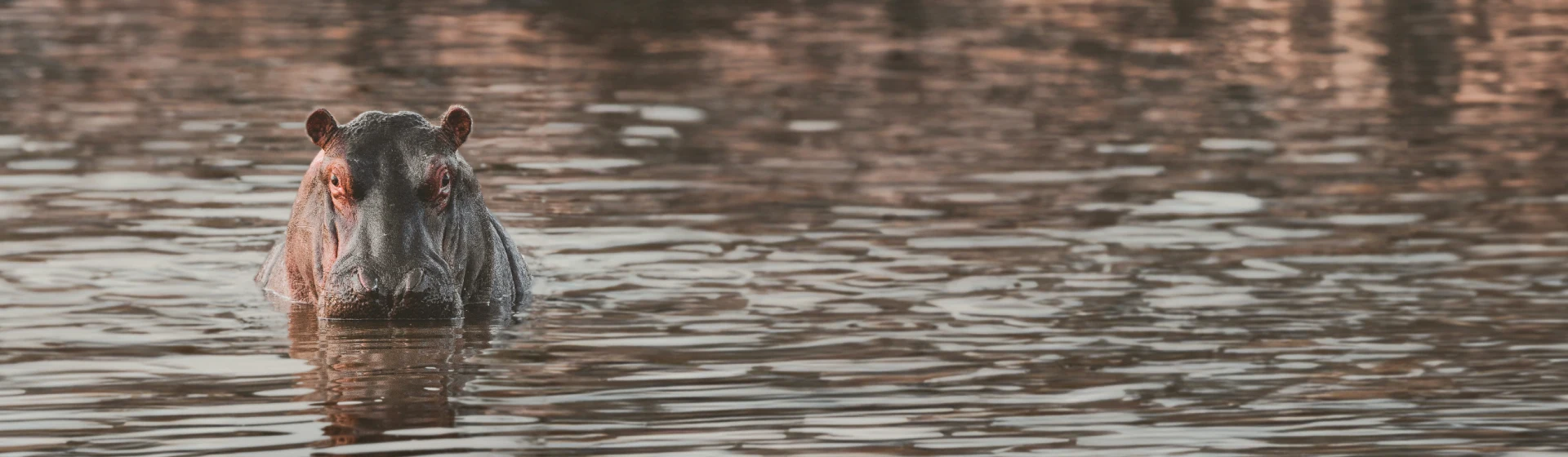 Орикс Орикс