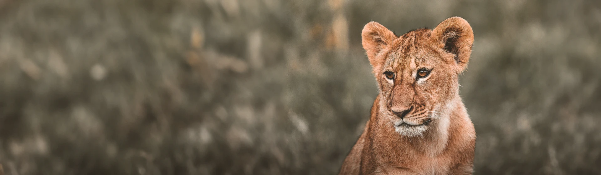 Рождение гну в Ндуту + Тарангире и Нгоронгоро Рождение гну в Ндуту + Тарангире и Нгоронгоро