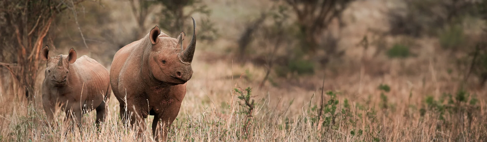 Импала Импала
