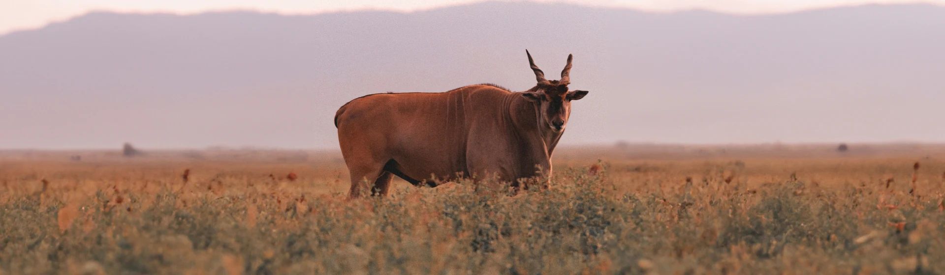 От Аруши до Серенгети — сафари по Северной Танзании От Аруши до Серенгети — сафари по Северной Танзании