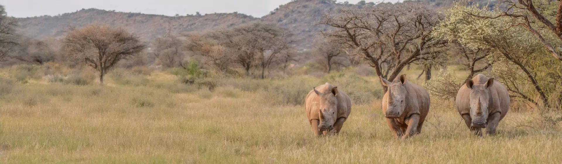 Сафари с носорогами в Мкомази Сафари с носорогами в Мкомази