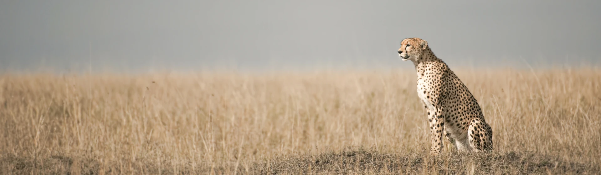 Конгони Конгони