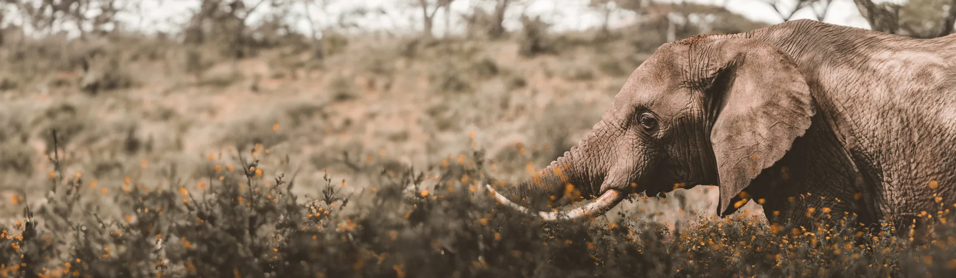 Мир кратеров: Нгоронгоро, Эмпакаи и сафари на дне вулкана Мир кратеров: Нгоронгоро, Эмпакаи и сафари на дне вулкана