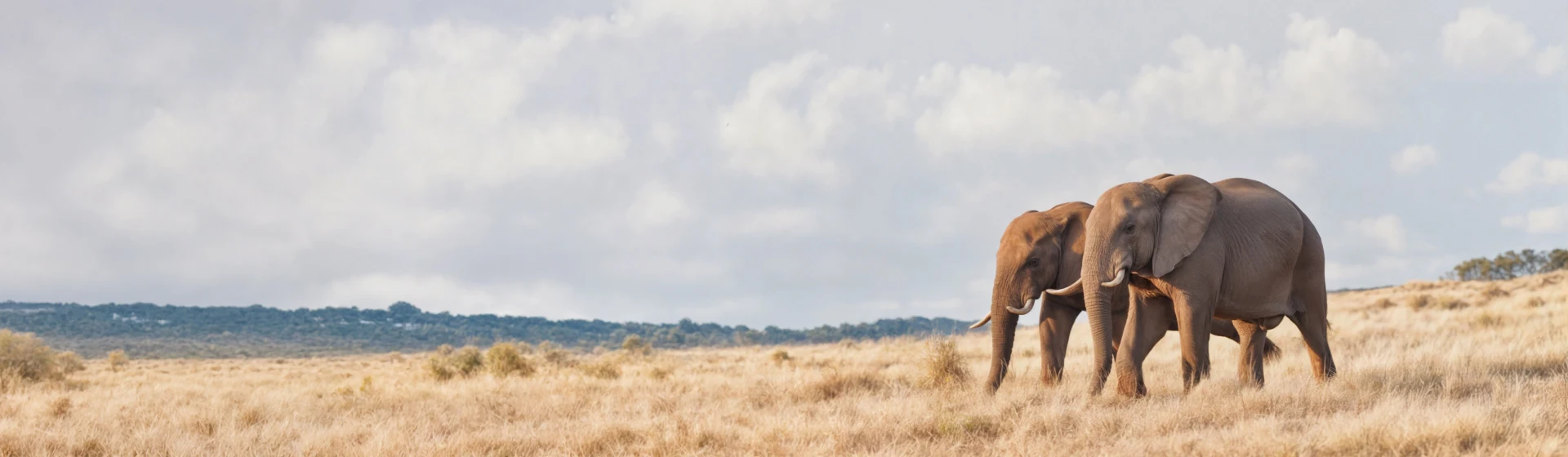 Парк Тарангире Парк Тарангире